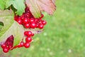 Red berries on a bush viburnum