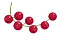 Red berries. Cartoon currant branch. Juicy garden plant