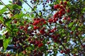 Red berries of cherry hang on a branch. green foliage and fresh berries Royalty Free Stock Photo