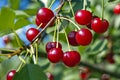 Red berries of cherry hang on a branch tree Royalty Free Stock Photo