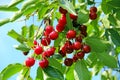 Red berries of cherry hang on tree. Cluster of cherry berries Royalty Free Stock Photo