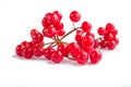 Red berries cluster of guelder rose isolated Royalty Free Stock Photo