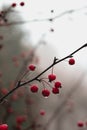 Red berries with cobwebs and water drops on branch. Wet weather, autumn landscape, macro photography. Autumn photo