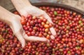 Red berries coffee beans on agriculturist hand Royalty Free Stock Photo