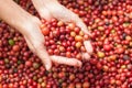 Red berries coffee beans on agriculturist hand Royalty Free Stock Photo