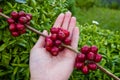 Red berries coffee beans on agriculturist hand Royalty Free Stock Photo