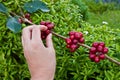 Red berries coffee beans on agriculturist hand Royalty Free Stock Photo