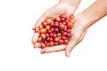 Red berries coffee beans on agriculturist hand isolate Royalty Free Stock Photo