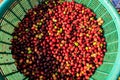 red berries coffee beans in basket top view Royalty Free Stock Photo