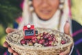 Red berries coffee beans on basket Royalty Free Stock Photo