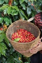 Red berries coffee beans on basket wooden Royalty Free Stock Photo