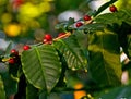 Red berries on coffee tree Royalty Free Stock Photo