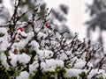 Red berries contrasted with fresh white snow on top of a green bush outside after a winter storm Royalty Free Stock Photo