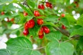 Red berries of cornel or dogwood on a branch