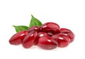 Red berries of cornel or dogwood isolated