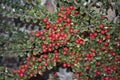 Cotoneaster horizontalis branch with red fruit