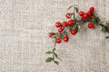 Red berries (cotoneaster horizontalis) on the table