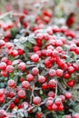 Red berries (cotoneaster horizontalis) under frost