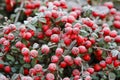 Red berries (cotoneaster horizontalis) under frost. Royalty Free Stock Photo