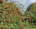 Red berries of Cotoneaster lacteus