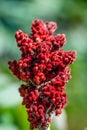 Red berries covered in fine hairs, stag horn sumac