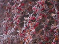 red berries covered with frost (pyracantha), Mid-december, mid-winter, Christmas Szczecin Poland Royalty Free Stock Photo