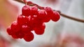 Red berries covered hanging from tree branch. blur background Royalty Free Stock Photo