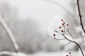 Red berries covered in snow closeup in frosty winter park. Beautiful snowy rosehip. Winter wallpaper Royalty Free Stock Photo