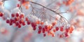 Red berries covered in snow hanging from a branch in wintertime Royalty Free Stock Photo