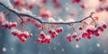 Red berries covered in snow hanging from a tree branch winter Royalty Free Stock Photo