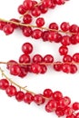 Red berries covering some branches