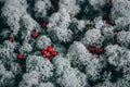 Red berries cowberry, cranberry, foxberry, lingonberry, whortleberry on the white moss sphagnum background. Beautiful white