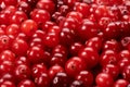 Red berries of cranberries close-up