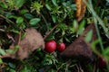 Red berries of cranberries in green vegetation of swamps in autumn