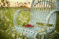 red berries of red currant and raspberry and a cup of tea on a wicker white chair among a field with daisies and the setting sun . Royalty Free Stock Photo