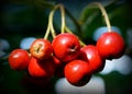 Red berries in denmark