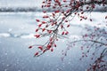 Red berries of dog-rose on the branches on the background of the river  during a snowfall Royalty Free Stock Photo