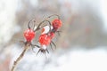 The red berries of a dogrose on a thorny Bush in the winter