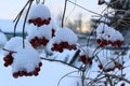 Red berries on dry branches in the snow Royalty Free Stock Photo