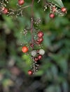 red berries in the early morning light