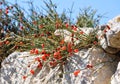 Red berries of Ephedra (Ephedra distachya L.)