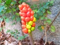 Red berries Arum Royalty Free Stock Photo