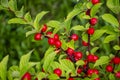 Red Nanking Bush Cherry in a garden. Prunus tomentosa