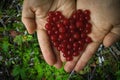 Red berries folded in the shape of a heart in female palms