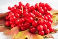 Red berries of fresh viburnum with leaves on a gray concrete background. Close up.