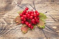 Red berries of fresh viburnum with leaves on a wooden background. Copy space.