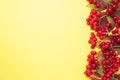 Red berries of fresh viburnum with leaves on a yellow background. Copy space.