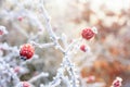 Red berries on the frozen branches