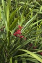 Red berries or fruit of a cordyline congesta known as a narrow-leaved palm lily which is an australian native plant