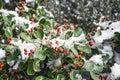 Closeup image of red berries on the branch covered by snow.Red berries on green bushes in winter and covered with snow. Winter Royalty Free Stock Photo